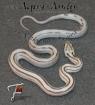 0 1 superSuperangebote des Monats November Kornnatter Pantherophis guttatus