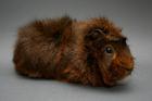 Sehr aufgeweckter und neugieriger Meerschweinchenkastrat