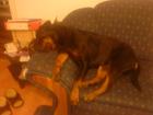 Rottweilerhündin sucht liebevolles zu Hause
