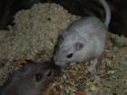 2 Rennmaus-Mänchen in liebevolle Hände abzugeben.