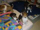 Colliewelpen 11Wo. alt
