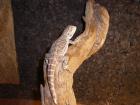 Suche weibliche bartagame