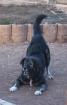 Statler Kangal ca. 12 Jahre m