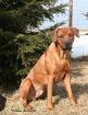 Suche nette hübsche reinrassige und gesunde Ridgeback-Hündin zum Decken