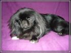 Pekinese pekingese deckrüde