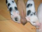 Microschwein/Minischwein/Sau/Eber