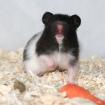Handzahme Hamster aus BIO-Zucht suchen ein neues Zuhause