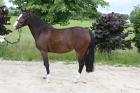 Brave Ponystute von 2022