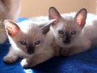 Thaikatzen traditionelle Siamkatzen Babys suchen neuen Verwöhner