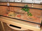 Terrarium 120x50x50 mit Bartagame komplett Eingerichtet.