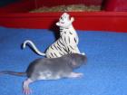 Haben super Schöne Ratte am 12. 02. 2022 zu Abgabe aus einer Seriösen Hobby Zucht