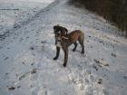 Dogo canario junghund