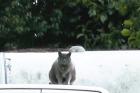 Katze BKH/Kartäuser grau halber Schwanz seit 25. 11. 2022 Troisdorf-Bergheim