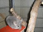 Chinchilla Weibchen AFRO VIOLETT