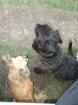Biete flexible Hundebetreu. in Harburg Umgebung
