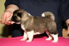 American Akita Welpen reinrassig mit VDH/FCI Papieren