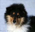 Kleiner collie rüde sucht.