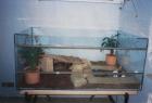 Verkaufe riesiges Terrarium mit Komplett-Zubehör