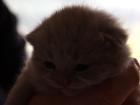 Süße reinrassige Britisch-Kurzhaar Kitten