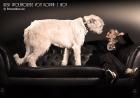 Irish Wolfhound Deckrüde Zola