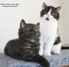 Selkirk Rex Baby ist auch für Allergiker geeignet.