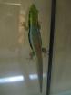 Phelsuma klemmeri 2. 8. 20 DNZ 2022/2009 und2010