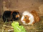 2 Meerschweinchen zu verschenken