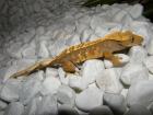 Kronengeckos Leopardgeckos Goldstaubtaggeckos abzugeben