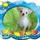 Chihuahua Welpen frei ein gutes Zuhause