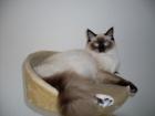 Wunderschöne Ragdoll-Katze zu verkaufen