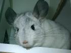 Chinchillaböckchen sucht neues liebevolles Zuhause
