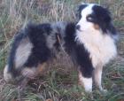Natural Spirit Mini Aussies/ Deckrüde Terzan S Made In America