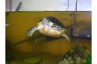 Floridaschmuckschildkröte und / oder Aquarium