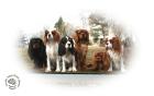 Cavalier King Charles Welpen