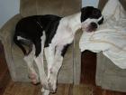 Dt. Dogge sucht neues Zuhause