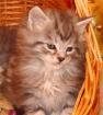 Zauberhafte Maine Coon Babys