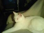 Weißer tauber Kater