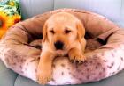 Labrador Welpen blond suchen ein liebevolles Zuhause