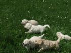 Golden Retriever-Welpen hervorragend sozialisiert