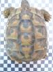 Verkaufe 1 0 griechische Landschildkröte 2022 nach BaWü