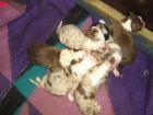 Wunderschöne australian shepherd welpen abzugeben