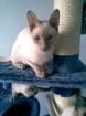 Siam Deckkater Thai-Typ cinnamon-point