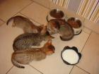4 Baby Bengalen zu verkaufen spottet