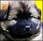 Eurasier-Welpen m/w o. P. Eltern m. P. abzugeben