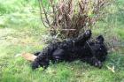 Kerry Blue Terrier Welpen