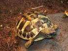 Griechische Landschildkröten Thherc Babys von 2022