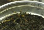 Psalmopoeus cambridgei 2-3 FH // Pterinochilus murinus rcf 1-2 FH // H. lividum