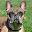 WINFRIED - Französische Bulldogge-reinrassig - 6 Jahre - Tierhilfe-Franken e. V.