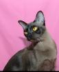 Burma Katze