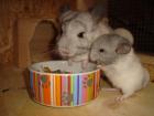 2 CHINCHILLA-WEIBCHEN SUCHEN NEUES ZUHAUSE